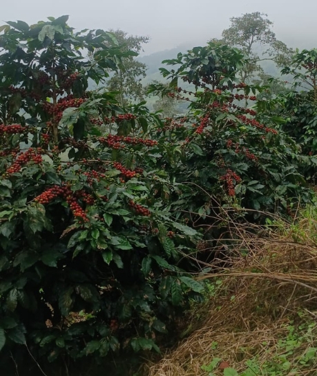 productores de cafe